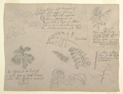 Tekening, Botanische studies, gezien vanaf de Rio Magdalena, Colombia, 1853 door Frederic Edwin Church