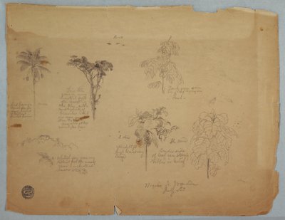 Tekening, Botanische studies met vliegende papegaaien, Boquia, Colombia, juli 1853 door Frederic Edwin Church