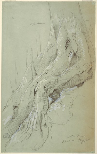 Tekening, Wortels van een katoenboom op een helling, Jamaica, mei 1865 door Frederic Edwin Church