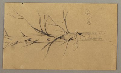 Tekening, Dode boom, oktober 1865 door Frederic Edwin Church