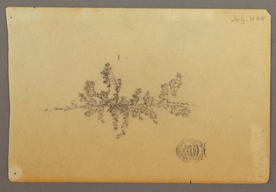 Tekening, Wintergroene boom, 1844 door Frederic Edwin Church