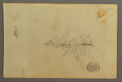 Tekening, Wintergroene boom, 1844 door Frederic Edwin Church