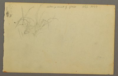 Tekening, Grassen, 1844 door Frederic Edwin Church