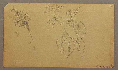 Tekening, Landschap; Verso: Botanische schetsen, 1865 door Frederic Edwin Church
