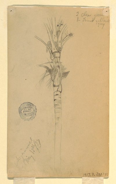 Tekening, bladeren en stam van een palmboom, Aspinwall, Panama, 15 mei 1857 door Frederic Edwin Church
