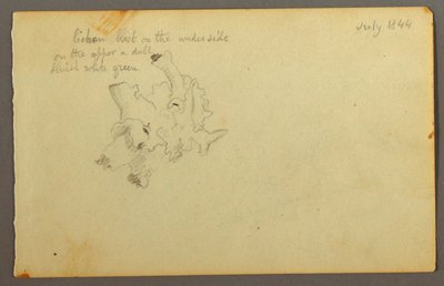 Tekening, Lichen, 1844 door Frederic Edwin Church