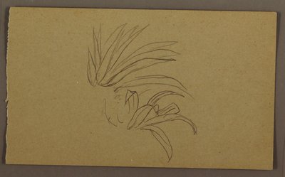 Tekening, Lelieplant, 1865 door Frederic Edwin Church