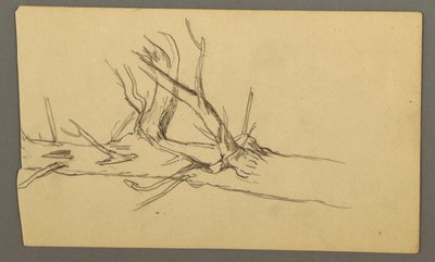 Tekening, Middendoorsnede van een dode boomstam, 1877 door Frederic Edwin Church