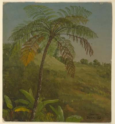 Tekening, Palm Tree, Jamaica, juni 1865 door Frederic Edwin Church