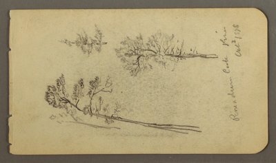 Tekening, Pijnboomstudies, 1878 door Frederic Edwin Church