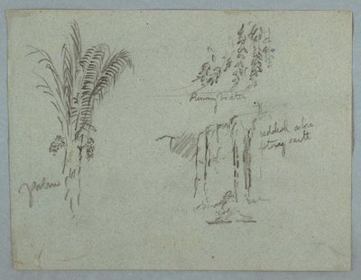 Tekening, Plantenstudies van de Rio Magdalena, Colombia, 1853, waarschijnlijk mei door Frederic Edwin Church
