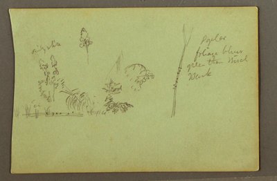 Tekening, Plantenstudies, mogelijk 1856 door Frederic Edwin Church