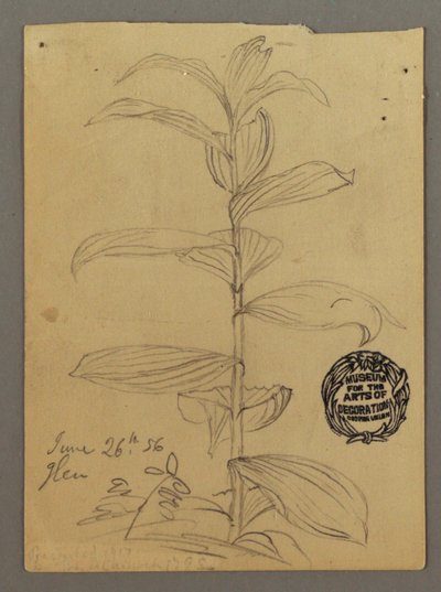 Tekening, Plantenstudie, 26 juni 1856 door Frederic Edwin Church