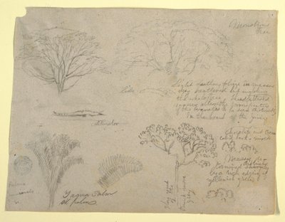 Tekening, Serie botanische studies waaronder een alligator en een monsterlijke boom, gezien vanaf de Rio Magdalena, Colombia, 1853 door Frederic Edwin Church
