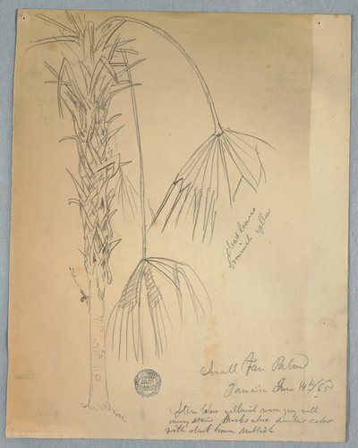 Tekening, kleine waaierpalm, Jamaica, 14 juni 1865 door Frederic Edwin Church