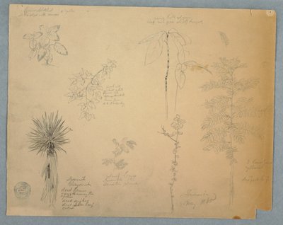 Tekening, Spaanse bajonet met een boom en vijf andere plantstudies, Jamaica, mei 1865 door Frederic Edwin Church