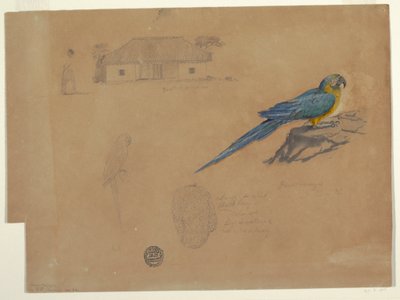 Tekening, Studies van Guaccamaya, Bogotá, Colombia, juni-juli 1853 door Frederic Edwin Church