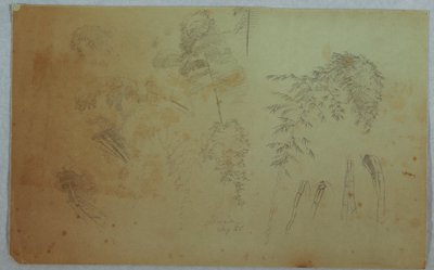 Tekening, Studies van boomtoppen en bamboe, Jamaica, augustus 1865 door Frederic Edwin Church