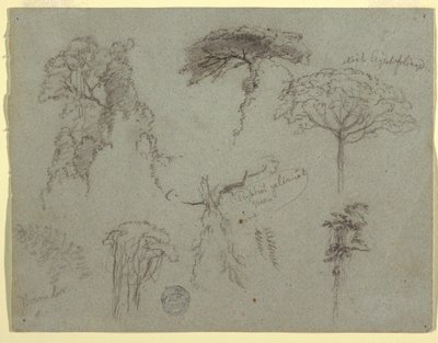 Tekening, Studies van bomen, Ecuador, 1853 door Frederic Edwin Church