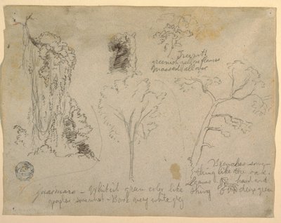 Tekening, Studies van bomen en planten gezien vanaf de Rio Magdalena, Colombia, 1853 door Frederic Edwin Church