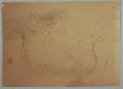 Tekening, Studie van twee bomen en drie planten, bij Jorje, Ecuador, 23 juli 1857 door Frederic Edwin Church