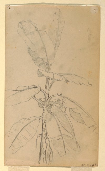 Tekening, Studie van een Langbladige Pl, mei en juni 1857 door Frederic Edwin Church