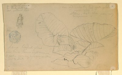 Tekening, Studie van een man; Studie van, mogelijk juni 1857 door Frederic Edwin Church
