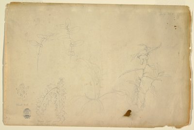 Tekening, Doornen en distels, juli 1844 door Frederic Edwin Church