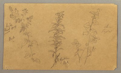 Tekening, Drie plantenstudies, oktober 1865 door Frederic Edwin Church