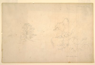 Tekening, Boom en dode boomstam, september 1844 door Frederic Edwin Church