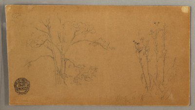 Tekening, Bomen en planten, Elecampene, september 1856 door Frederic Edwin Church
