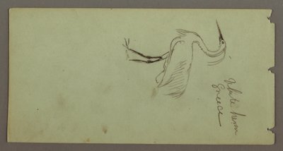 Tekening, Witte reiger, mogelijk 1869 door Frederic Edwin Church