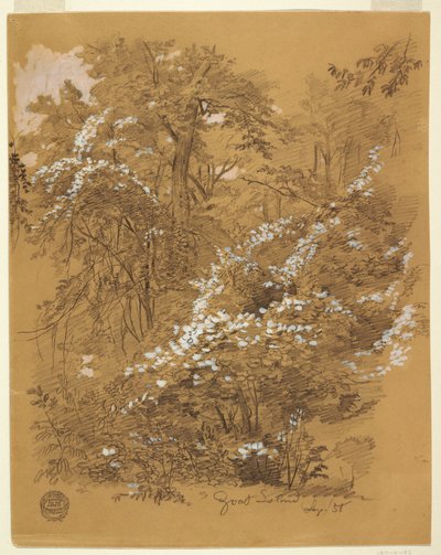 Tekening, Bosgezicht, Goat Island, Niagara-rivier, New York, september 1858 door Frederic Edwin Church