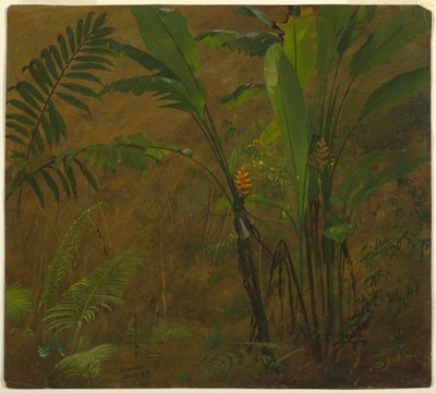 Varens en wilde weegbree, Jamaica door Frederic Edwin Church