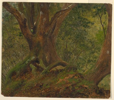 In het Bos, Jamaica door Frederic Edwin Church