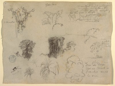 Natuurstudies, waarschijnlijk uit Colombia: Aap, parasieten en bomen door Frederic Edwin Church