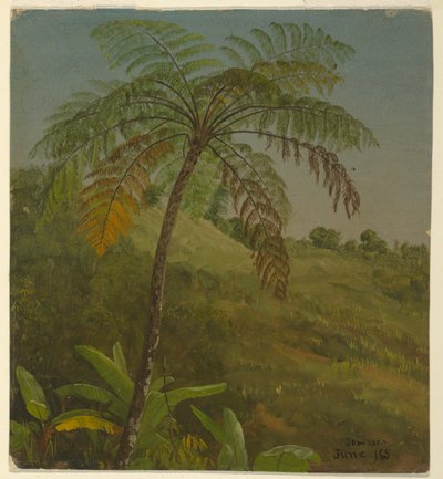 Palmboom, Jamaica door Frederic Edwin Church