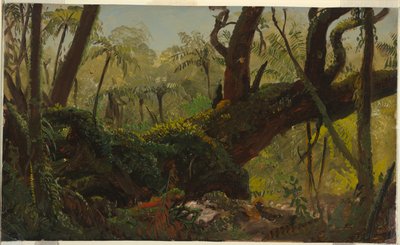 Regenwoud, Jamaica door Frederic Edwin Church