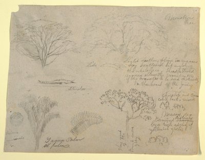 Serie botanische studies inclusief een alligator en een monsterlijke boom, gezien vanaf de Rio Magdalena, Colombia door Frederic Edwin Church