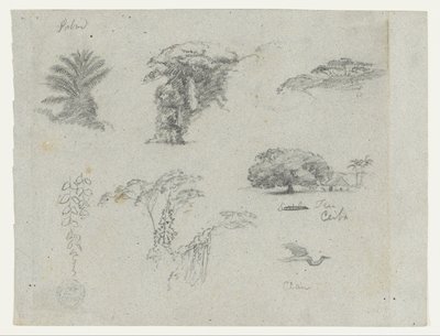 Schetsen van Zuid-Amerika.  Botanische schetsen.   Vliegende kraanvogel. door Frederic Edwin Church