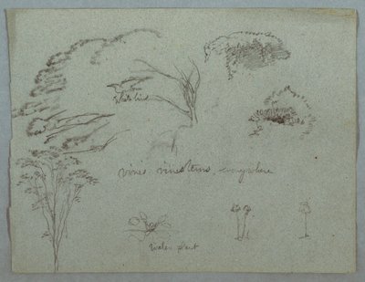 Studies van de Rio Magdalena, Colombia: Boomtoppen, Vliegende Witte Vogel, Wijnstokken en Drie Bloeiende Planten door Frederic Edwin Church