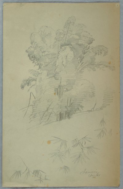Studies van bomen en takken, Jamaica door Frederic Edwin Church