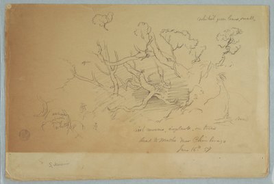 Studies van bomen en rotsen, weg naar Mocho nabij Chimborazo, Ecuador door Frederic Edwin Church