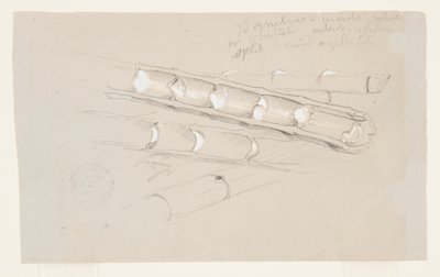 Studie van bamboe door Frederic Edwin Church