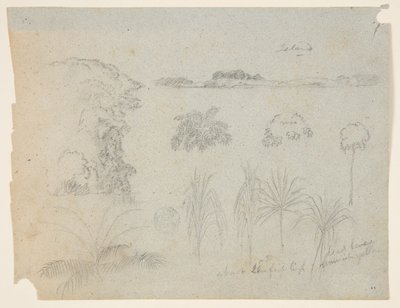 Studie met boomtoppen, bomen, vijf ontwerpen van planten en een ver eiland door Frederic Edwin Church