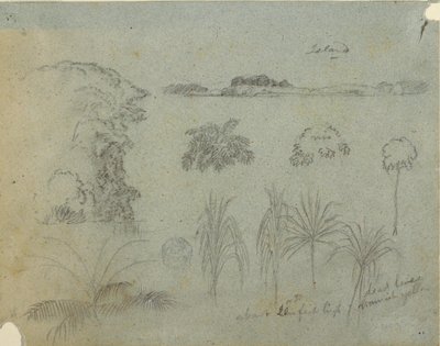 Studie met boomtoppen, bomen, vijf ontwerpen van planten en een ver eiland door Frederic Edwin Church