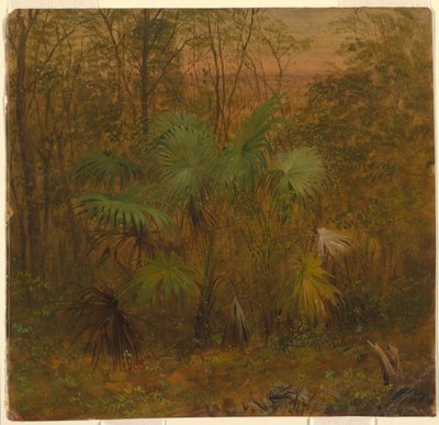 Thatch Palm, Jamaica door Frederic Edwin Church