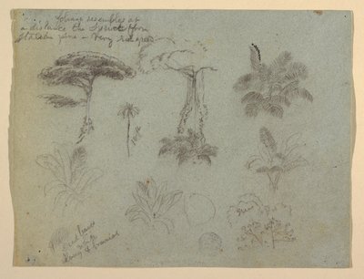 Boomstudies gezien vanaf de Rio Magdalena, Colombia door Frederic Edwin Church