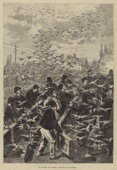 Een vlucht postduiven in België door Frederic Theodore Lix