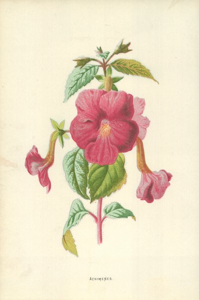 Achimenes door Frederick Edward Hulme
